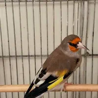 کرمونی گل قفل