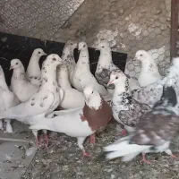 کبوتر دسته تهرانی