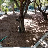 طراحی واجرای فضای سبز  باغبانی|خدمات باغبانی و درختکاری|مشکین‌دشت, |دیوار