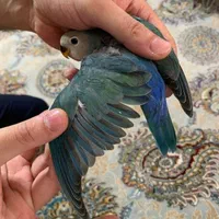 فروش طوطی  کوتوله دستی رنگ خاص|پرنده|نجف‌آباد, ولیعصر|دیوار