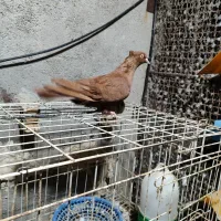 دوتا عدد نر رنگی درجه یک|پرنده|بندر ماهشهر, |دیوار