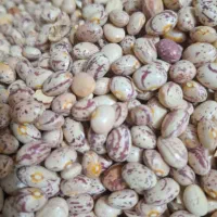 لوبیا چیتی تازه|خوردنی و آشامیدنی|قم, شهرک امام حسن|دیوار