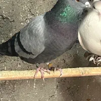 6عدد کفتر کفتر بازی|پرنده|ری, علایین|دیوار