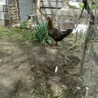 اردک اسرعیلی نر وزن بالا  1500000هزار تومان