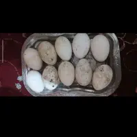 اردک