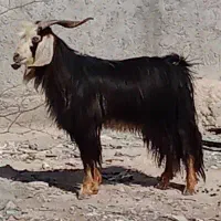 بز های کهره دار ،ابستن و کهره نر|حیوانات مزرعه|برازجان, |دیوار