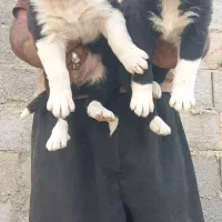 توله قدرجونی سگ