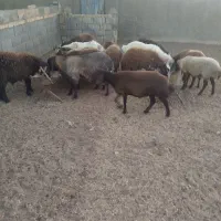 بره نر و ماده