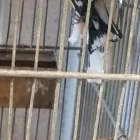 سهره نر|پرنده|فردیس, فردیس|دیوار