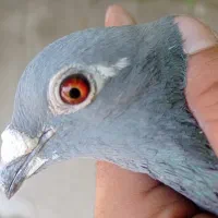 کبوتر مسافتی