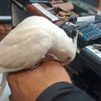 طوطی عروس هلندی البینو|پرنده|بندرعباس, |دیوار