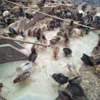 جوجه گلپایگان اصلاح نژادشده. جوجه ها ۴۰ روزه هستن