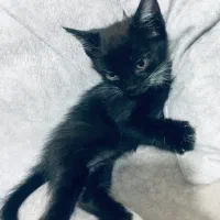 واگذاری بچه گربه نر|گربه|پاکدشت, پاکدشت (مامازند)|دیوار