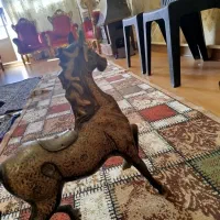 اسب برنز سیاه قلم 3میلیون پاش شکسته|مجسمه، تندیس، ماکت|تبریز, |دیوار