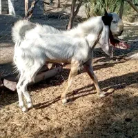 نربز گلابی اصل درجه یک پرشور|حیوانات مزرعه|جیرفت, |دیوار