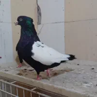 کبوتر سینه سیاه کوت عبدالله