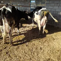 گاو تلیسه گوساله ماده