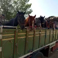 اسب پالونی