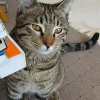 واگذاری گربه DSH|گربه|اراک, |دیوار