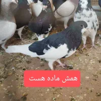 موشی نقره ای شهری بهبونی|پرنده|شیراز, عادل آباد|دیوار