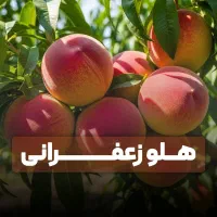 فروش نهال هلو زعفرانی + ظرفیت محدود ارسال فوری
