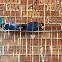 کتوله برزیلی