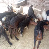 بزنیم‌گوشت‌‌12تمن‌‌بیگ‌ومیش‌زاییده‌درباغملک
