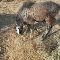 بره قوچ یک ساله چینی