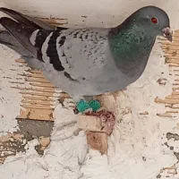 پلاکی|پرنده|چغادک, |دیوار