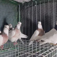 کبوتر طوقی|پرنده|سیرجان, |دیوار