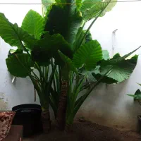 گل باباآدم خیلی بزرگ از نوع  ماده 11500