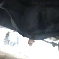 دیفر‌و‌گیربوکس‌سالم‌‌وبیصدای‌پیکان|قطعات یدکی و لوازم جانبی|نقده, |دیوار