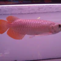 آکواریوم apa ماهی دیسکس آروانا پلنت