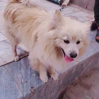 سگ پامر روباهی نر