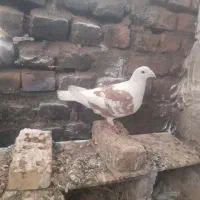 کفتر پشتی نر