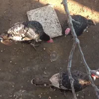 بوقلمون طبیعی