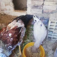 مرغ و خروس های جوان و کاکلی|حیوانات مزرعه|قزوین, |دیوار