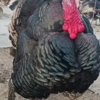 بقلمون
