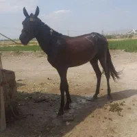اسب|اسب و تجهیزات اسب‌سواری|گالیکش, |دیوار