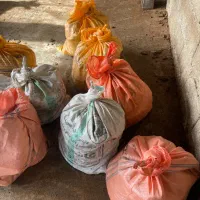 گود حیوانی(موگ)