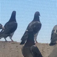 مسافتی مسابقه دهنده|پرنده|مشهد, انقلاب|دیوار