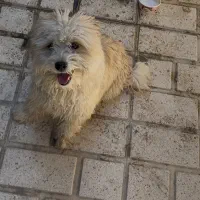 سگ شیتزو پامر
