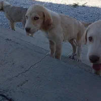 دزدیده شدن سه توله پشدر عراقی|سگ|مهاباد (آذربایجان غربی), |دیوار