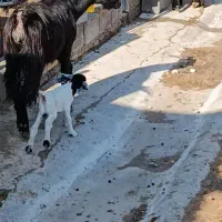 دو تا بز زاییده