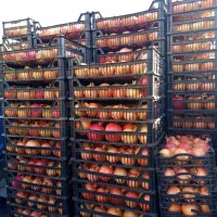 انار سیاب کوهدشت صادراتی|خوردنی و آشامیدنی|کرج, میدان میوه و تره بار مرکزی|دیوار