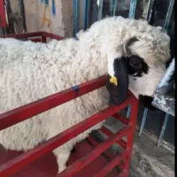 «شش مآهه قلم آبی نذر و‌نذورات» گوسفند زنده،تعاونی