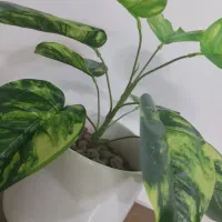 گل مصنوعی|گل مصنوعی|سبزوار, شهدا|دیوار