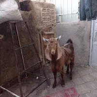 یک عدد بزقاله بزری