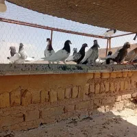 کبوتر|پرنده|شیراز, سینما سعدی|دیوار