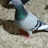 پرمرغ|خوردنی و آشامیدنی|زابل, |دیوار